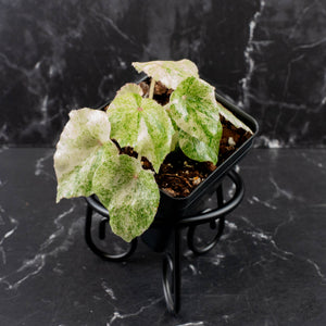 Begonia 'Rouge' Variegated (wk39-L309)
