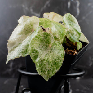 Begonia 'Rouge' Variegated (wk39-L309)
