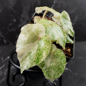 Begonia 'Rouge' Variegated (wk39-L309)