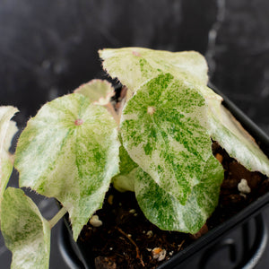 Begonia 'Rouge' Variegated (wk39-L309)