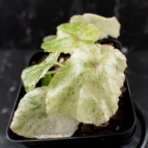 Begonia 'Rouge' Variegated (wk39-L309)