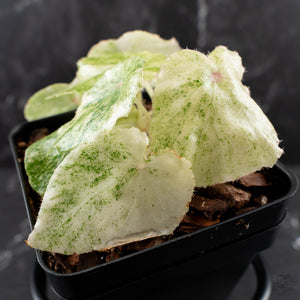 Begonia 'Rouge' Variegated (wk39-L309)