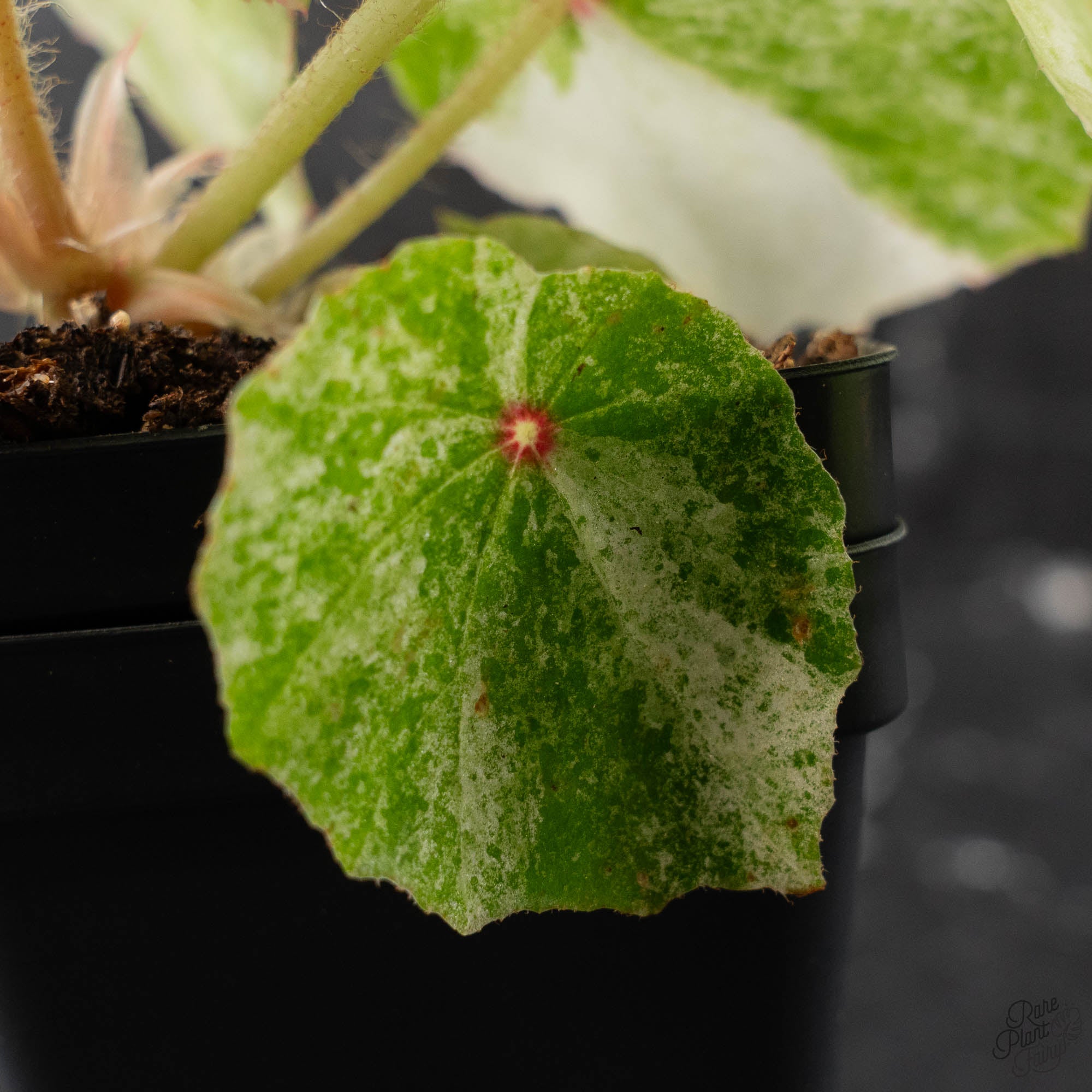 Begonia 'Rouge' Variegated (wk41-L62) – Rare Plant Fairy