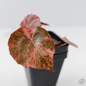 Begonia 'Rouge' Pink Variegated (wk44-U190)