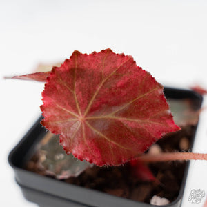 Begonia 'Rouge' Pink Variegated (wk44-U190)