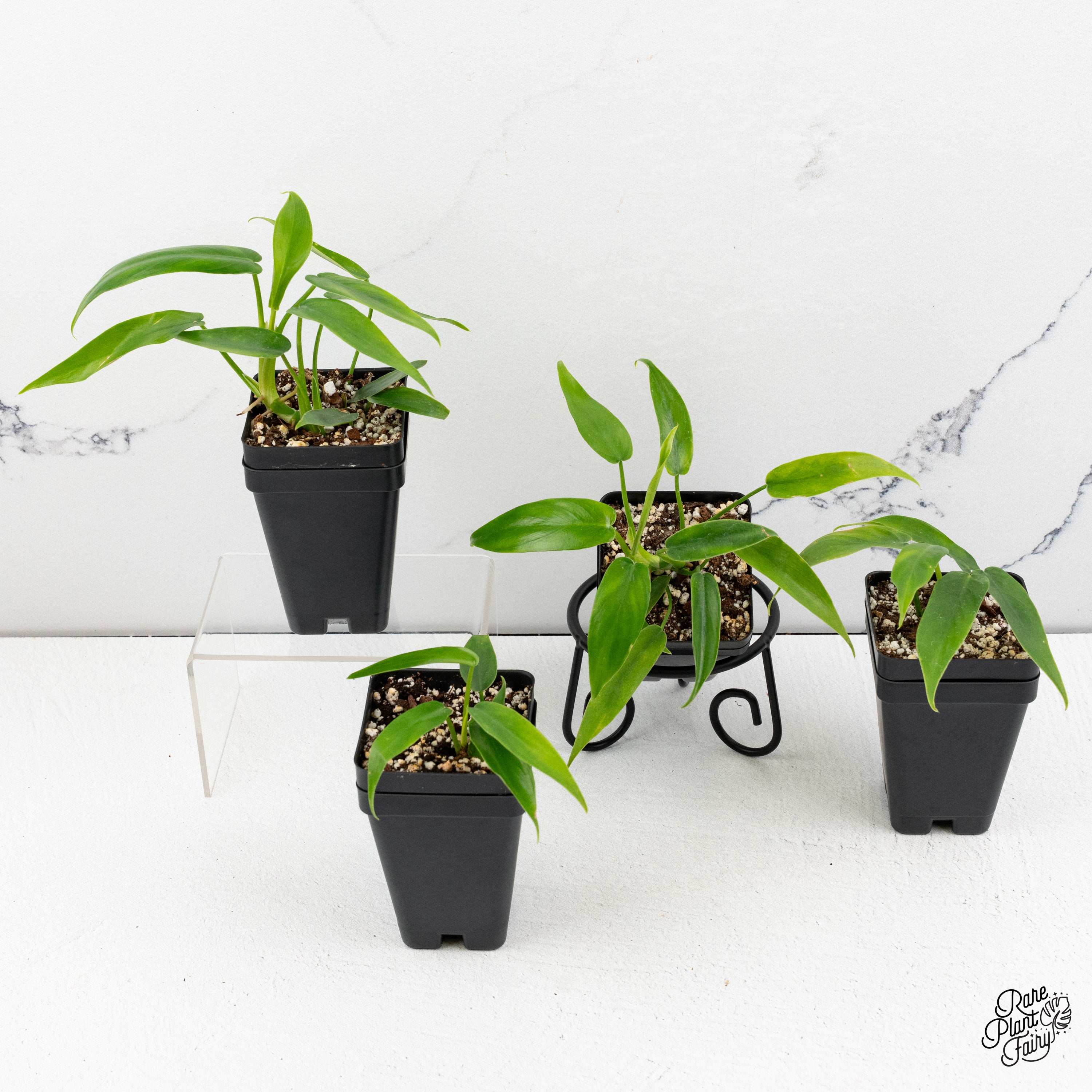 bella philodendron Philodendron 'Belle Isle' *Grower's choice*