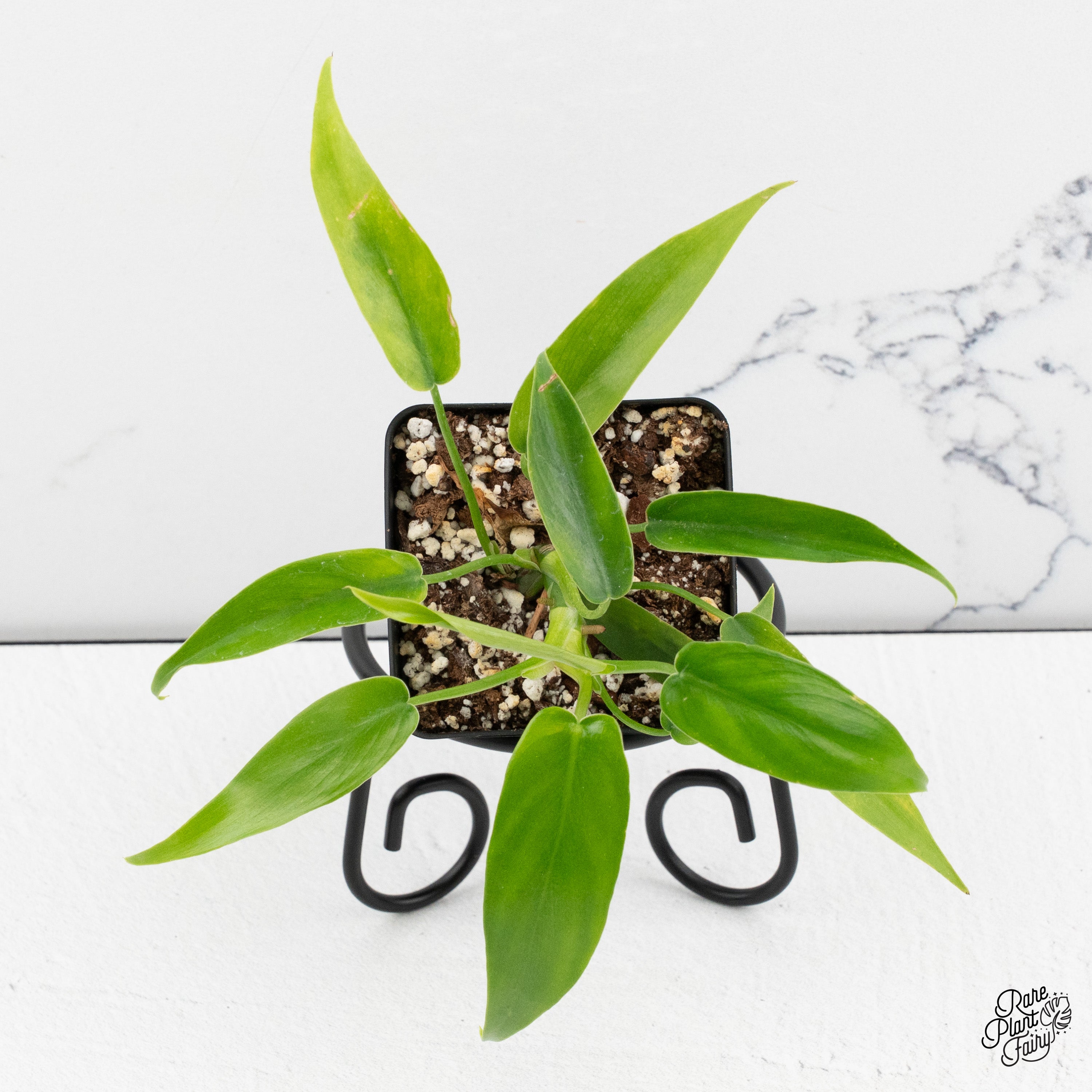 bella philodendron Philodendron 'Belle Isle' *Grower's choice*