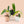 Philodendron billietiae variegated *Grower's Choice*