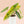 Philodendron billietiae variegated *Grower's Choice*