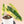 Philodendron billietiae variegated *Grower's Choice*