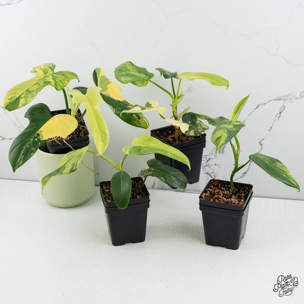 Philodendron Bipennifolium Variegated 'Violin' *Grower's Choice*