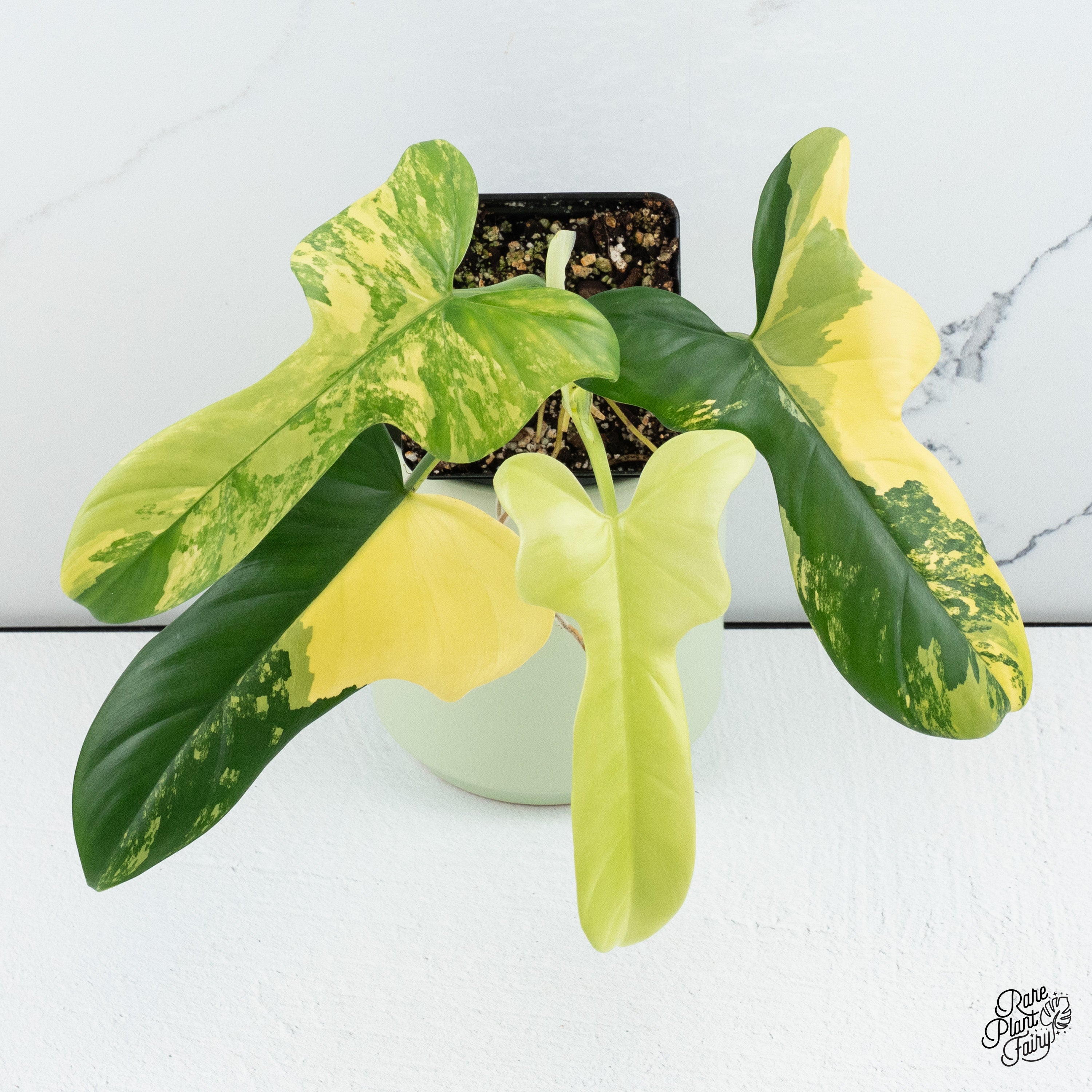 Philodendron – Page 3 – Rare Plant Fairy