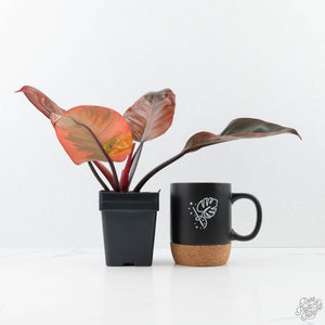 Philodendron 'Black Cardinal' Variegated No. 2 (wk20-J)