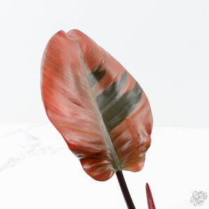 Philodendron 'Black Cardinal' Variegated No. 2 (wk20-J)