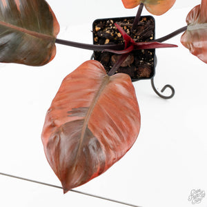 Philodendron 'Black Cardinal' Variegated No. 2 (wk20-J)