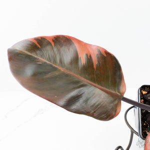 Philodendron 'Black Cardinal' Variegated No. 2 (wk20-J)