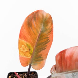 Philodendron 'Black Cardinal' Variegated No. 2 (wk20-J)