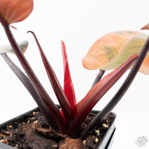 Philodendron 'Black Cardinal' Variegated No. 2 (wk20-J)