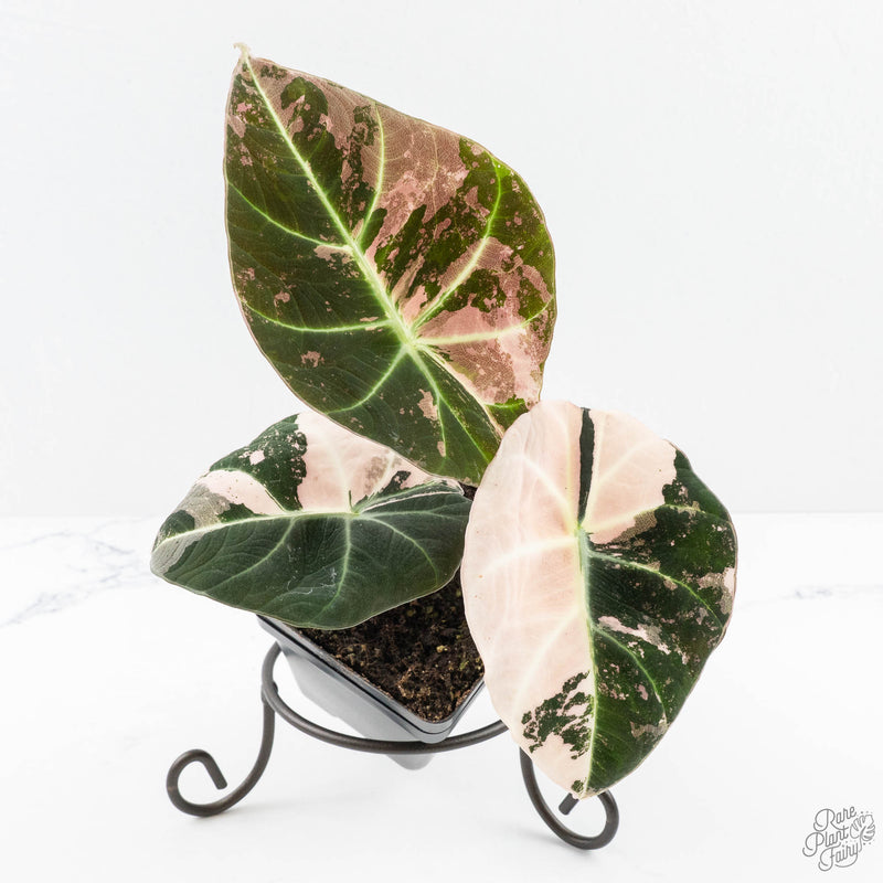 Alocasia 'Black Velvet' Pink Variegated