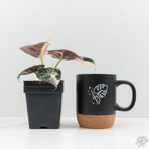 Alocasia 'Black Velvet' pink variegated *Grower's Choice*