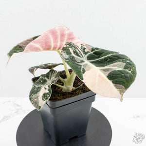 Alocasia 'Black Velvet' pink variegated *Grower's Choice*