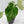 Anthurium Black Widow '43' x forgetii '57' by DocBlock (wk41-L355)