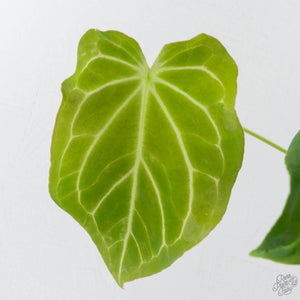 Anthurium Black Widow '43' x forgetii '57' by DocBlock (wk41-L355)