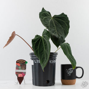 Anthurium Black Widow '43' x Red Velvet Cake '24' by DocBlock (wk40-L333)