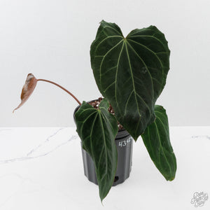 Anthurium Black Widow '43' x Red Velvet Cake '24' by DocBlock (wk40-L333)