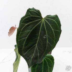 Anthurium Black Widow '43' x Red Velvet Cake '24' by DocBlock (wk40-L333)