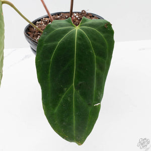 Anthurium Black Widow '43' x Red Velvet Cake '24' by DocBlock (wk40-L333)