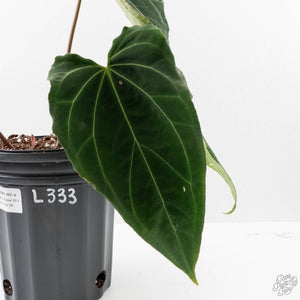 Anthurium Black Widow '43' x Red Velvet Cake '24' by DocBlock (wk40-L333)