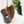 Anthurium Black Widow '43' x Red Velvet Cake '24' by DocBlock (wk40-L333)