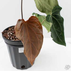 Anthurium Black Widow '43' x Red Velvet Cake '24' by DocBlock (wk40-L333)