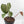Anthurium Black Widow '43' x Red Velvet Cake '24' by DocBlock (wk40-L333)