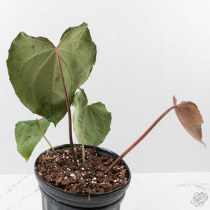 Anthurium Black Widow '43' x Red Velvet Cake '24' by DocBlock (wk40-L333)