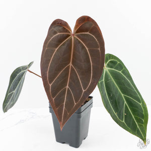 anthurium black velvet Anthurium Black Widow '43' x Red Velvet Cake '24' by DocBlock® (wk24-B – Rare Plant Fairy