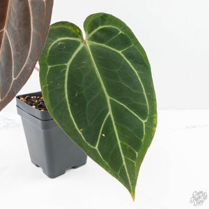 Anthurium Black Widow '43' x Red Velvet Cake '24' by DocBlock® (wk24-B)
