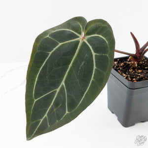 Anthurium Black Widow '43' x Red Velvet Cake '24' by DocBlock® (wk24-B)