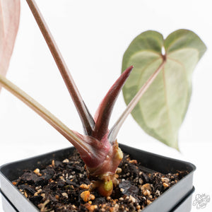 Anthurium Black Widow '43' x Red Velvet Cake '24' by DocBlock® (wk24-B)