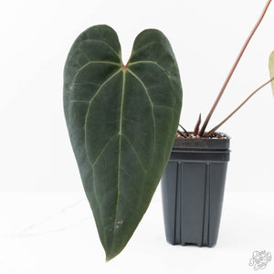 Anthurium Black Widow '43' x Red Velvet Cake '24' by DocBlock® (wk25-M)