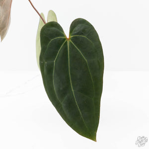 Anthurium Black Widow '43' x Red Velvet Cake '24' by DocBlock® (wk25-M)