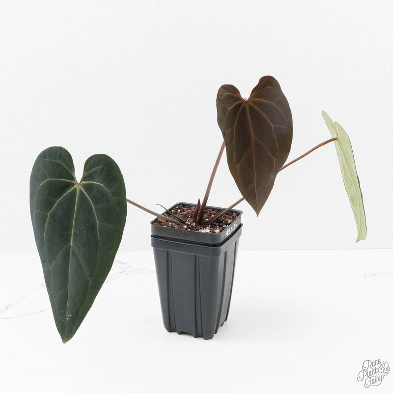 Anthurium Black Widow '43' x Red Velvet Cake '24' by DocBlock® (wk25-M)