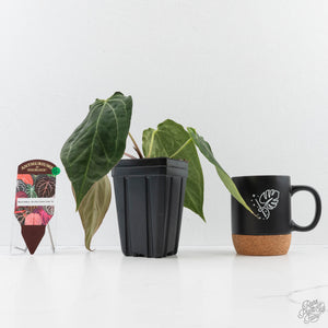 Anthurium Black Widow '43' x Red Velvet Cake '24' by DocBlock (wk40-L320)