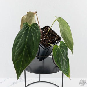 Anthurium Black Widow '43' x Red Velvet Cake '24' by DocBlock (wk40-L320)