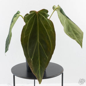 Anthurium Black Widow '43' x Red Velvet Cake '24' by DocBlock (wk40-L320)