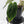 Anthurium Black Widow '43' x Red Velvet Cake '24' by DocBlock (wk40-L320)