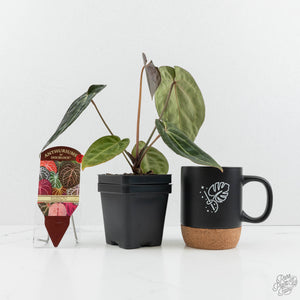 Anthurium Black Widow '43' x Zara '14' by DocBlock® (wk18-D)