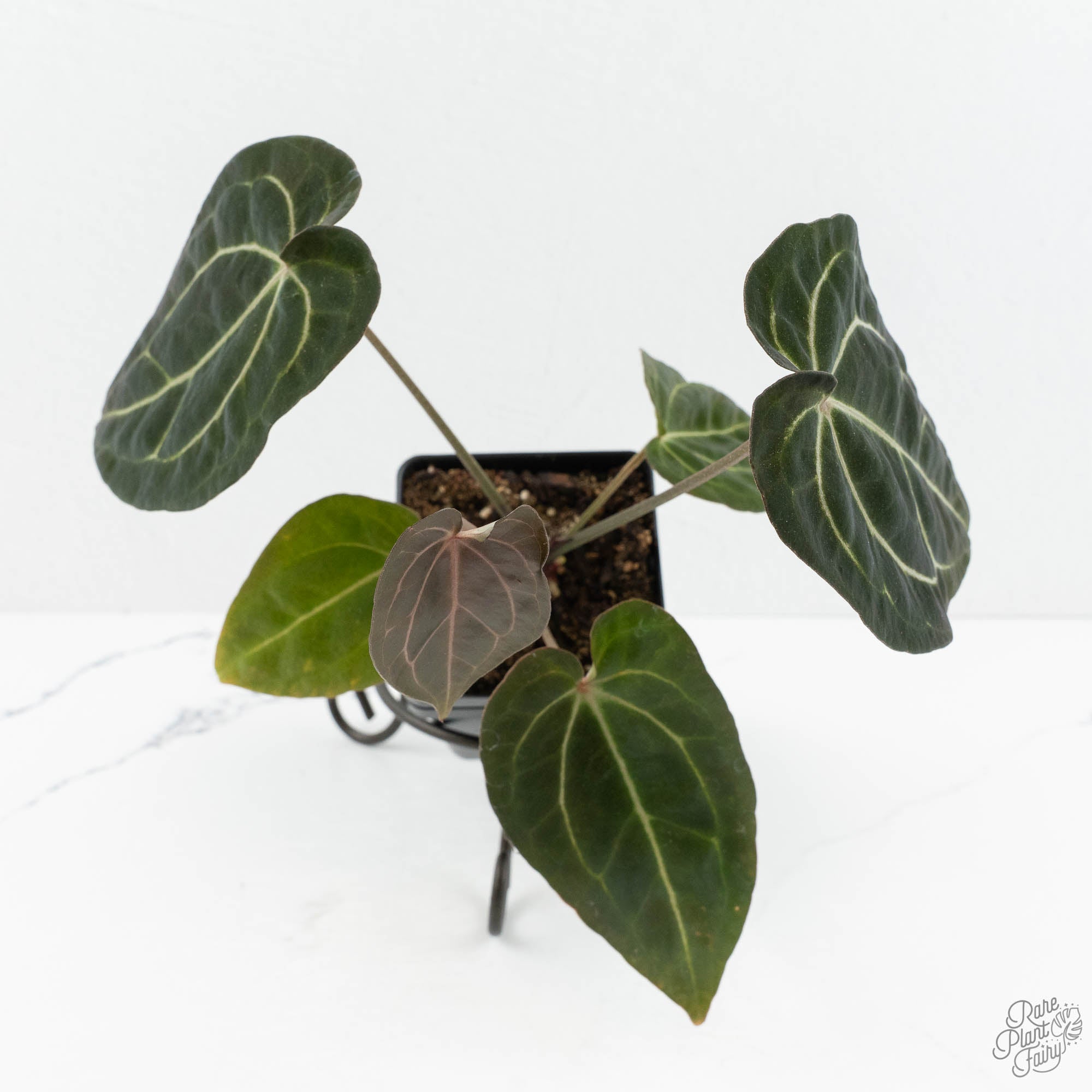Anthurium Black Widow '43' x Zara '14' by DocBlock® (wk18-D