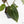 Anthurium Black Widow '43' x Zara '14' by DocBlock® (wk18-D)